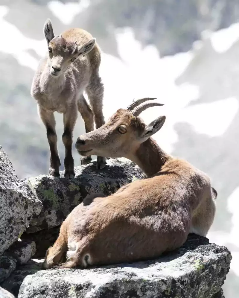 fiche-esp-ce-bouquetin-des-pyr-n-es-l-observatoire-du-parc-national
